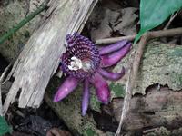 Pflanzenwelt auf Costa Rica