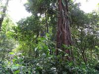 Cahuita Nationalpark