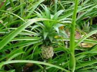 Ananas