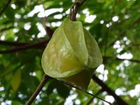 Sternfrucht