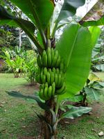 Bananenstaude