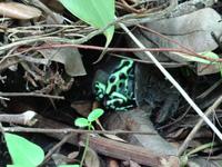 Pfeilgiftfrosch