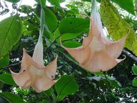 Pflanzenwelt auf Costa Rica