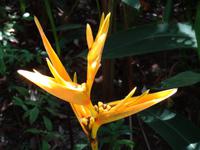 Pflanzenwelt auf Costa Rica