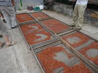 Kakaobohnentrocknung