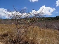 Savanne am Vulcan Rincon de la Vieja