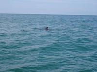 Delfine beim Marino Ballena National Park