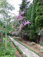 In den Gärten von Alfabia