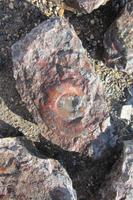 Fossilien-Werkstatt