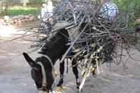 Wanderung Oase der Palmerie Tinehir