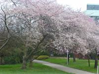 Japanische Wildkirche an der Elbe