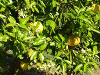 süße Früchte auf Juanito´s Zitrusfarm