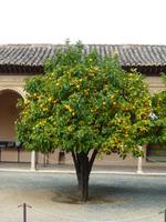 Orangenbaum in der Alhambra