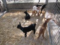 Wochenmarkt in Sineu