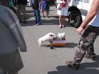 Wochenmarkt in Sineu