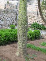 arabischen Gärten von Alfabia