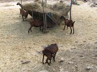 arabischen Gärten von Alfabia