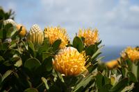Nadelkissen-Protea