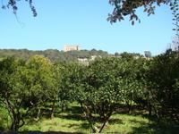 Buskett Garden
