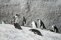 Boulders Beach