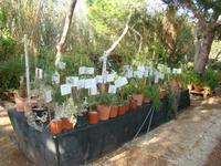 Gaia Foundation - Baumschule Malta