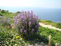 Blumenvielfalt auf Gozo