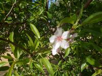 Sizilien 2014 111/ die letzte Mandelblüte