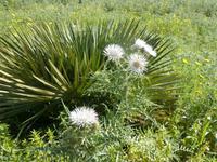 Sizilien 2014 151/ Frühling, einfach schön