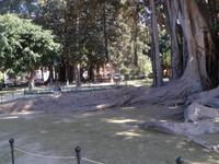 Sizilien 2014 241/ Gummibäume im Garribaldipark