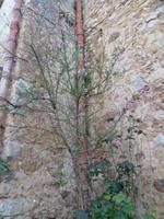 Sizilien 2014 255/ blühende Mauern