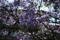 Jacaranda-Blüte in Pretoria