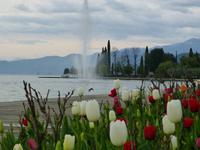 Bardolino - Fontäne mit Tulpenblüten
