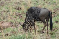 Safari im Pilanesberg-Nationalpark