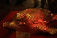 Schildkröte = Intelligenz