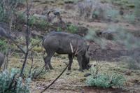Safari im Pilanesberg-Nationalpark