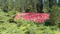 Tulpenteppich im Sigurta Park