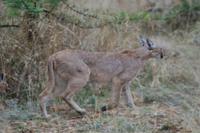Safari im Pilanesberg-Nationalpark