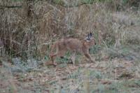 Safari im Pilanesberg-Nationalpark