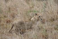 Safari im Pilanesberg-Nationalpark
