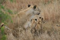Safari im Pilanesberg-Nationalpark