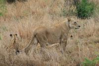 Safari im Pilanesberg-Nationalpark