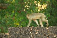 Sonnenuntergang am Bakeang