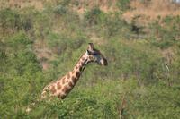 Safari im Pilanesberg-Nationalpark