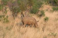 Safari im Pilanesberg-Nationalpark