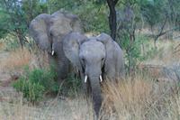 Safari im Pilanesberg-Nationalpark