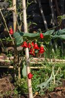 exotische Blüten am Wegrand