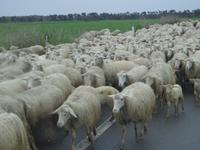 Schafe im Gegenverkehr