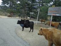 Kühe auf der Starße