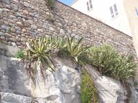 Wilde Agaven und Kaktusfeigen 