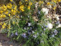 Ginster und Rosmarin